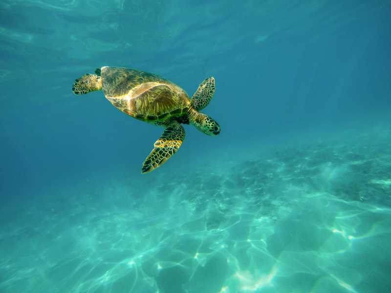 snorkeling